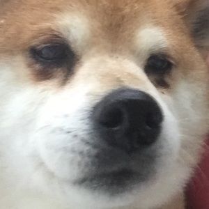 Meet your Posher, Dave